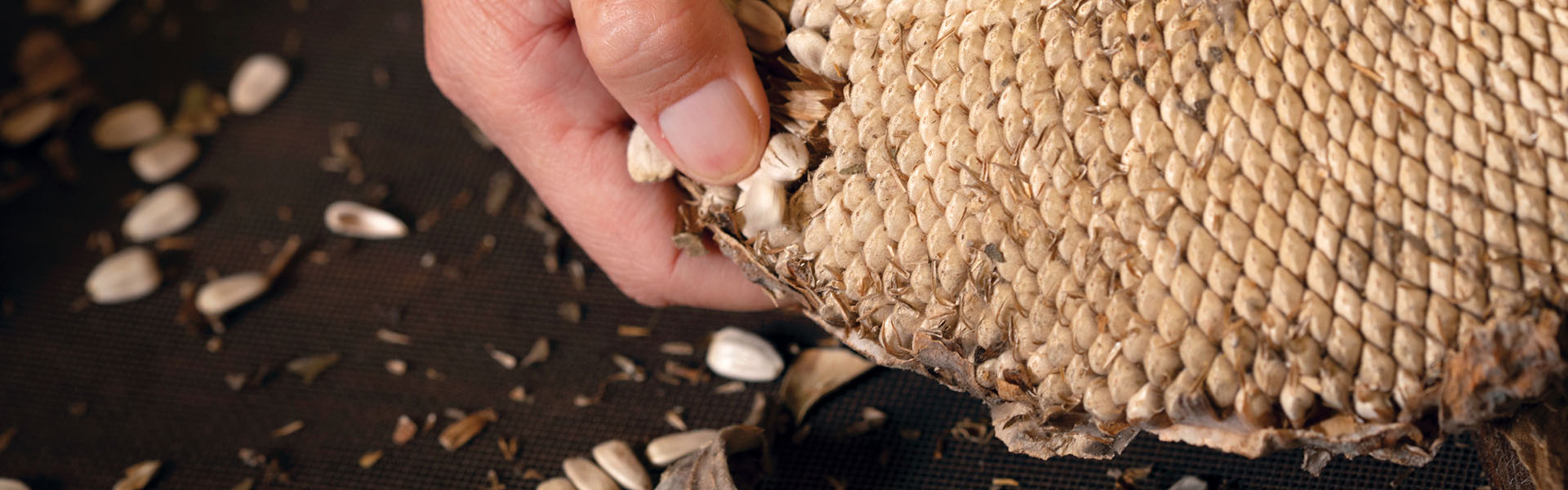 Seeds of Change